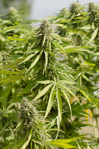 Marijuana plant near harvest
